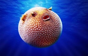puffer-fish